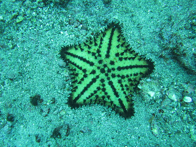 Sea Star.jpg